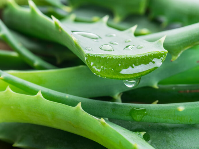 Aloe Vera (barbadensis) skincare ingredient