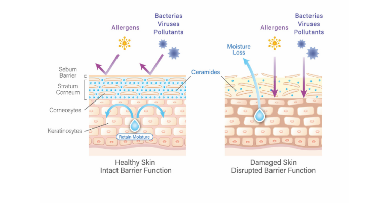 What is the Skin Barrier Function