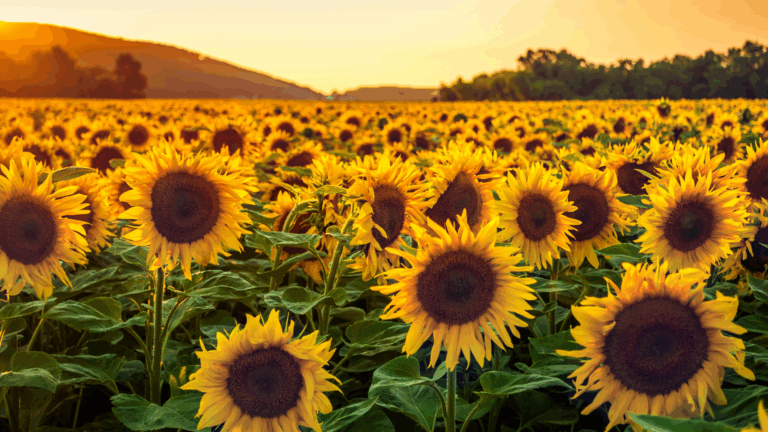 The Botanical Oil Your Wrinkles Wish You Knew About: Sunflower Oil & Skin Longevity 