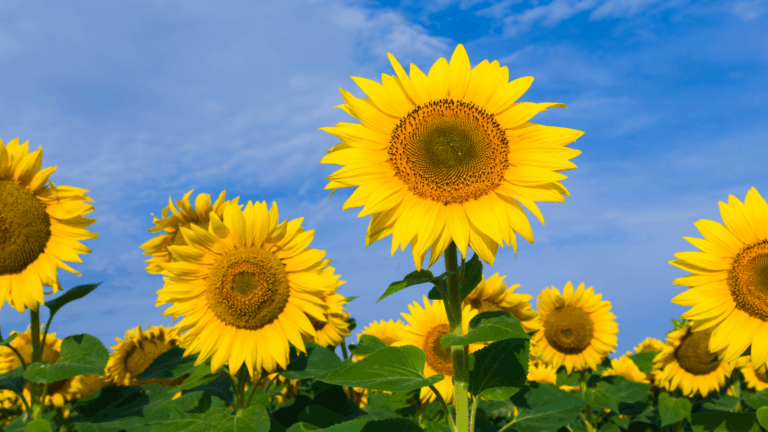 sunflower oil skin longevity