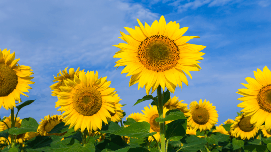 sunflower oil skin longevity