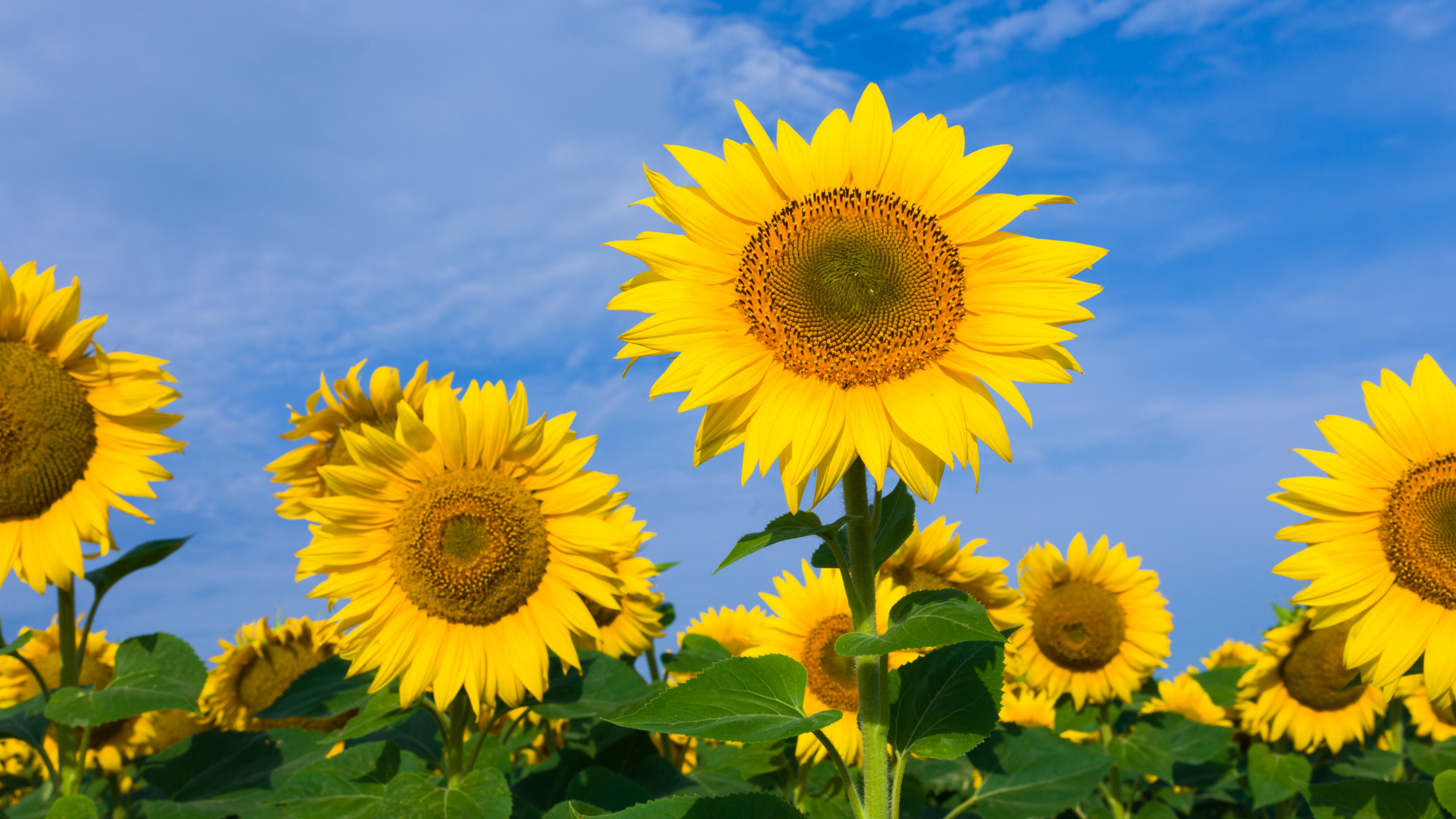sunflower oil skin longevity